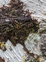 Frullania nisquallensis