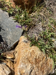 Penstemon heterodoxus