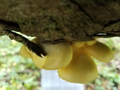 Pleurotus citrinopileatus