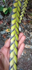 Tillandsia clavigera