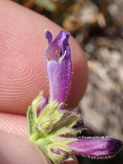 Penstemon heterodoxus