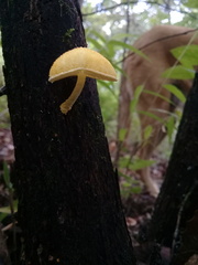 Pluteus chrysophlebius