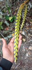Tillandsia clavigera