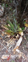 Tillandsia clavigera