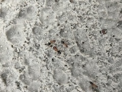 Camponotus floridanus