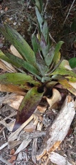 Tillandsia clavigera