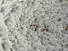 Camponotus floridanus