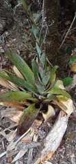 Tillandsia clavigera
