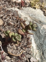 Sedum divergens