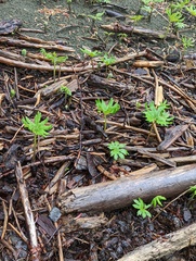 Petasites frigidus