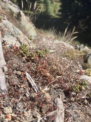 Sedum divergens