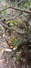Tillandsia clavigera