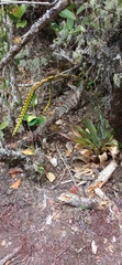 Tillandsia clavigera