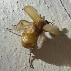 Cyclocephala