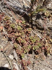 Sedum divergens
