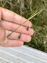 Carex magellanica