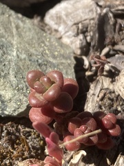 Sedum divergens
