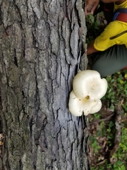 Pleurotus citrinopileatus