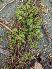 Rubus ursinus