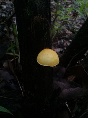 Pluteus chrysophlebius