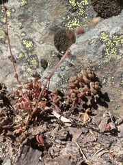 Sedum divergens