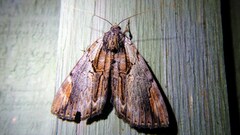 Catocala ultronia
