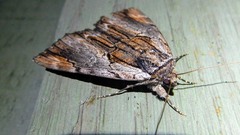 Catocala ultronia