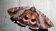Catocala ultronia