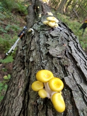 Pleurotus citrinopileatus
