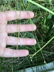 Carex trisperma