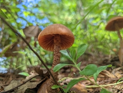 Laccaria squarrosa