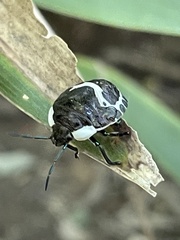 Poecilocoris lewisi