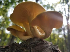 Pleurotus citrinopileatus
