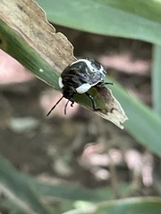 Poecilocoris lewisi