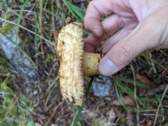 Lactarius repraesentaneus