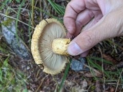 Lactarius repraesentaneus