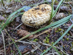 Lactarius repraesentaneus