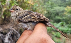 Emberiza variabilis