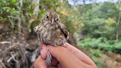 Emberiza variabilis