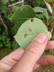 Harmandiola
