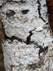 Thelotrema