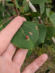 Harmandiola