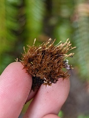 Ulota