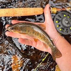 Oncorhynchus clarkii