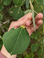 Harmandiola