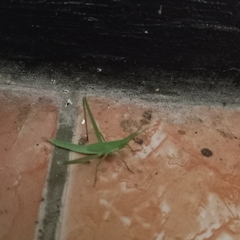 Acrida cinerea