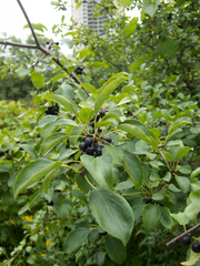 Rhamnus