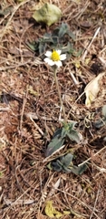 Tridax procumbens