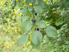 Rhamnus