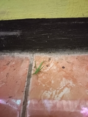 Acrida cinerea